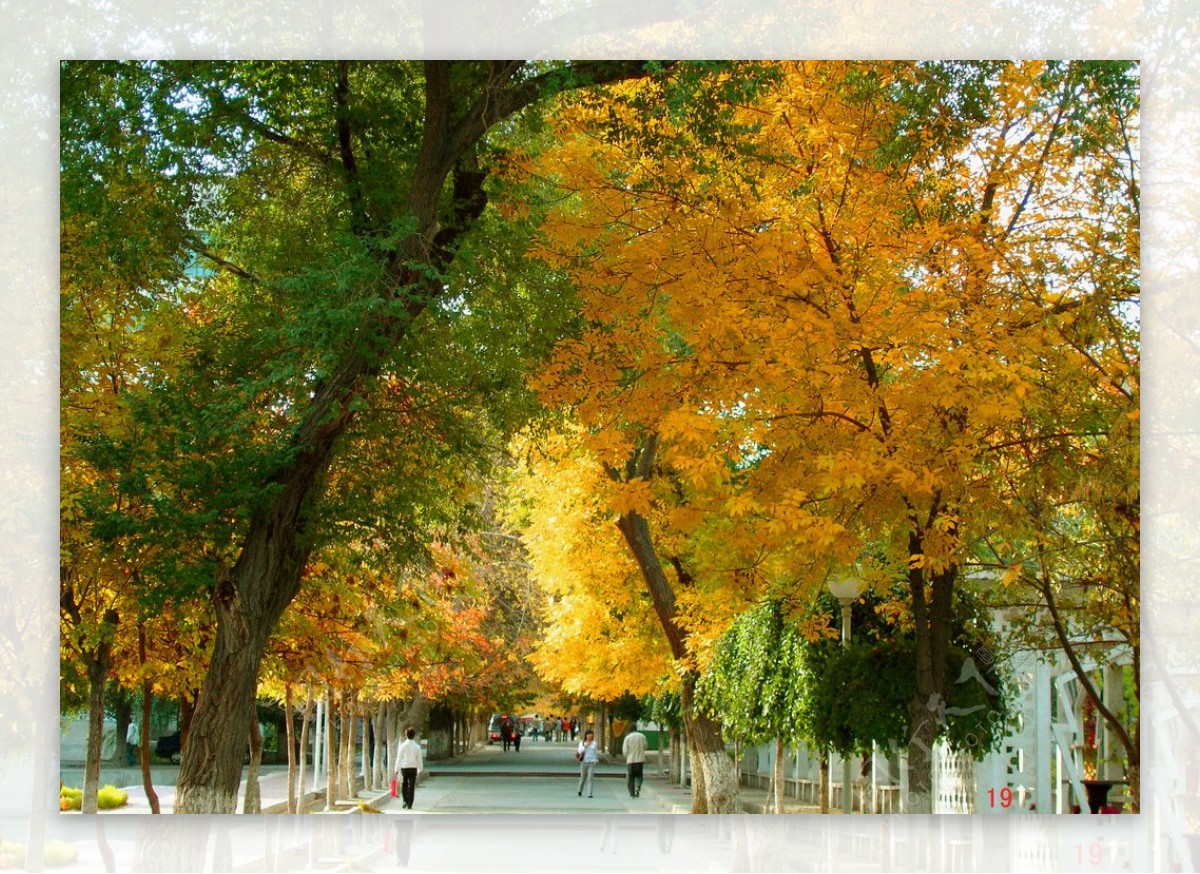 美丽秋天校园图片
