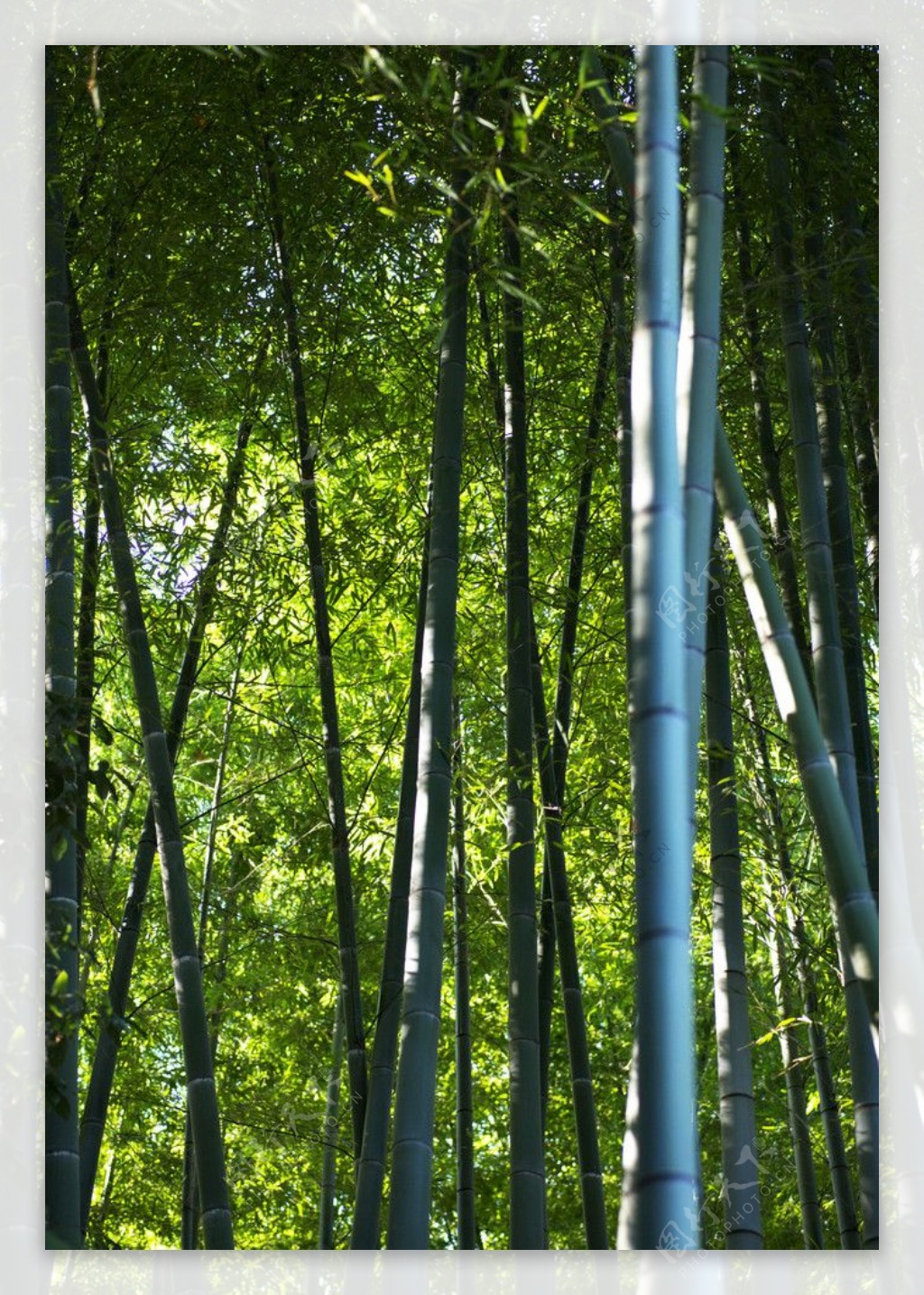 绿色竹林竹子专题图片