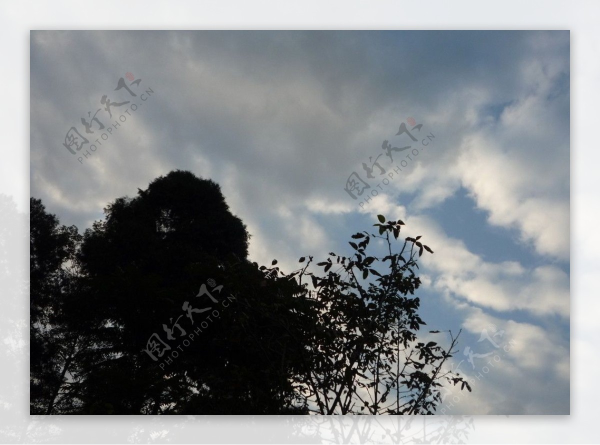 蓝天白云下的柏树图片