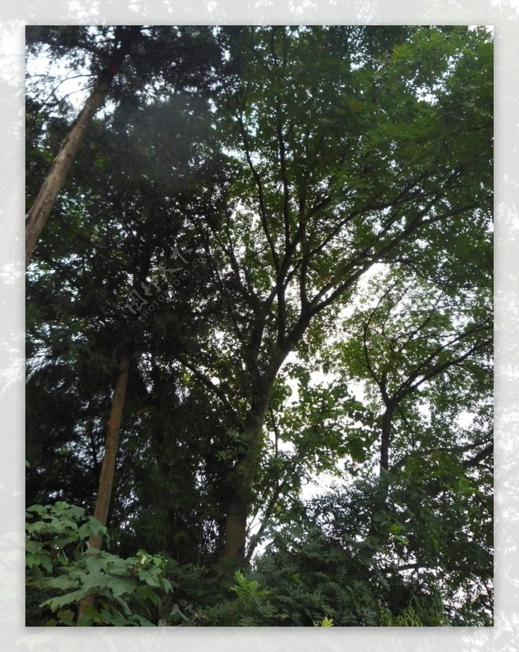 菩提树图片