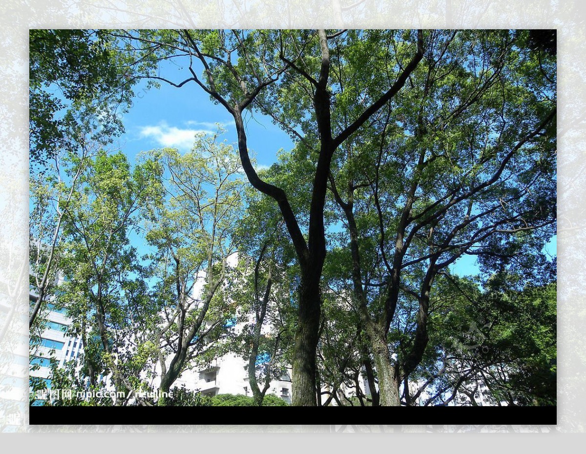陽光與樹木图片