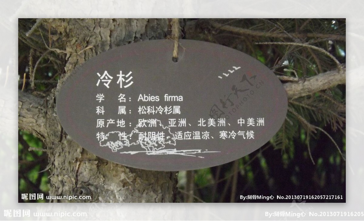 树木名牌图片