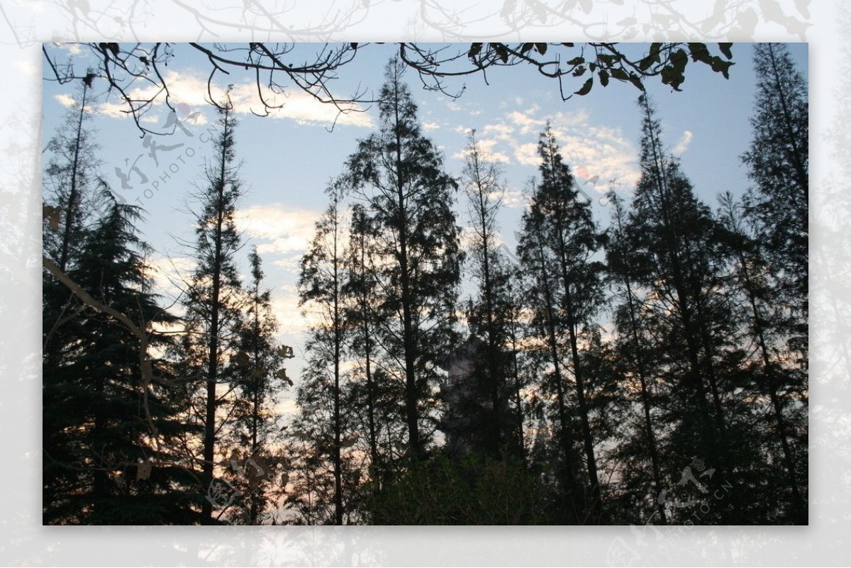 水杉树图片