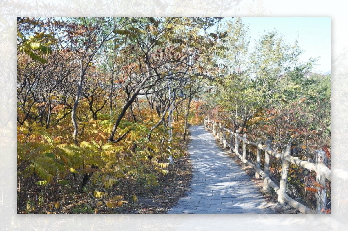 香山小路图片