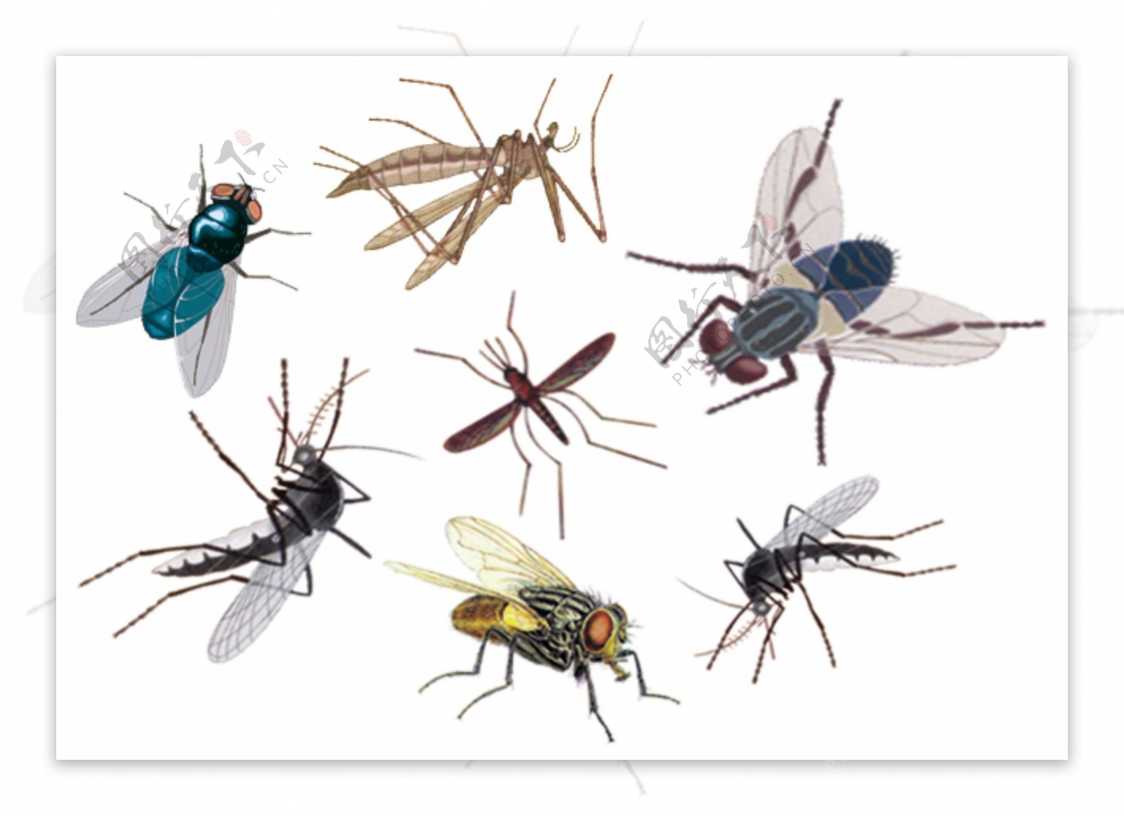 苍蝇和蚊子图片