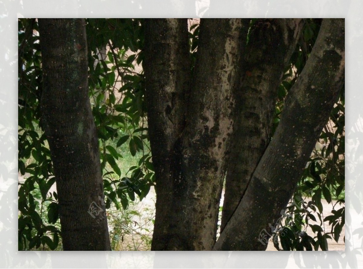 桂花树枝图片
