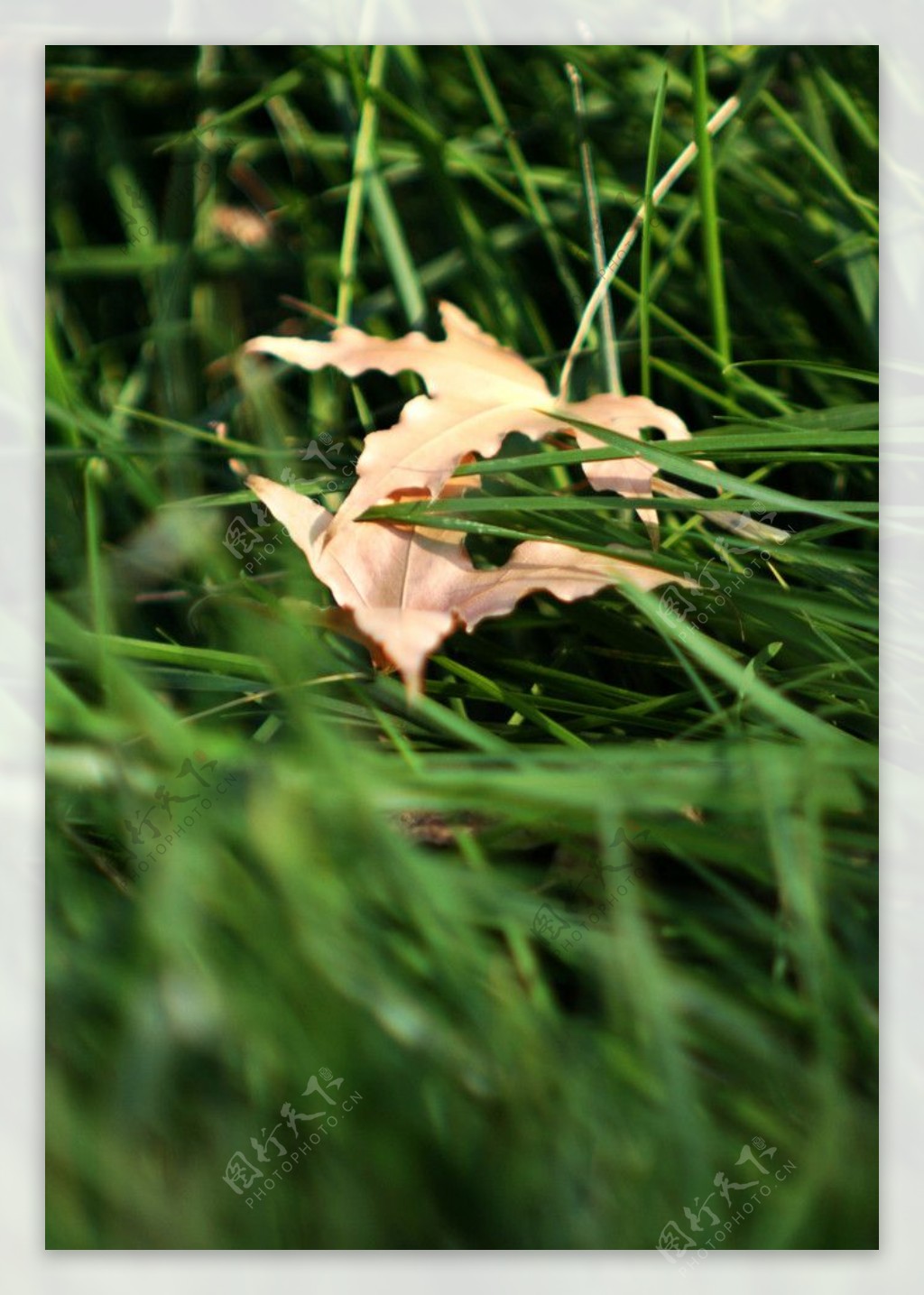 绿草丛中的一片枯黄的树叶图片