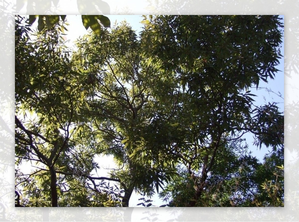 栎树图片
