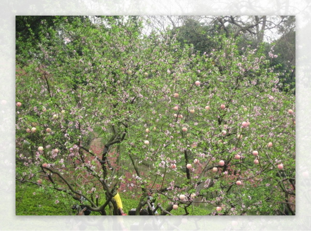 白云山桃花涧图片