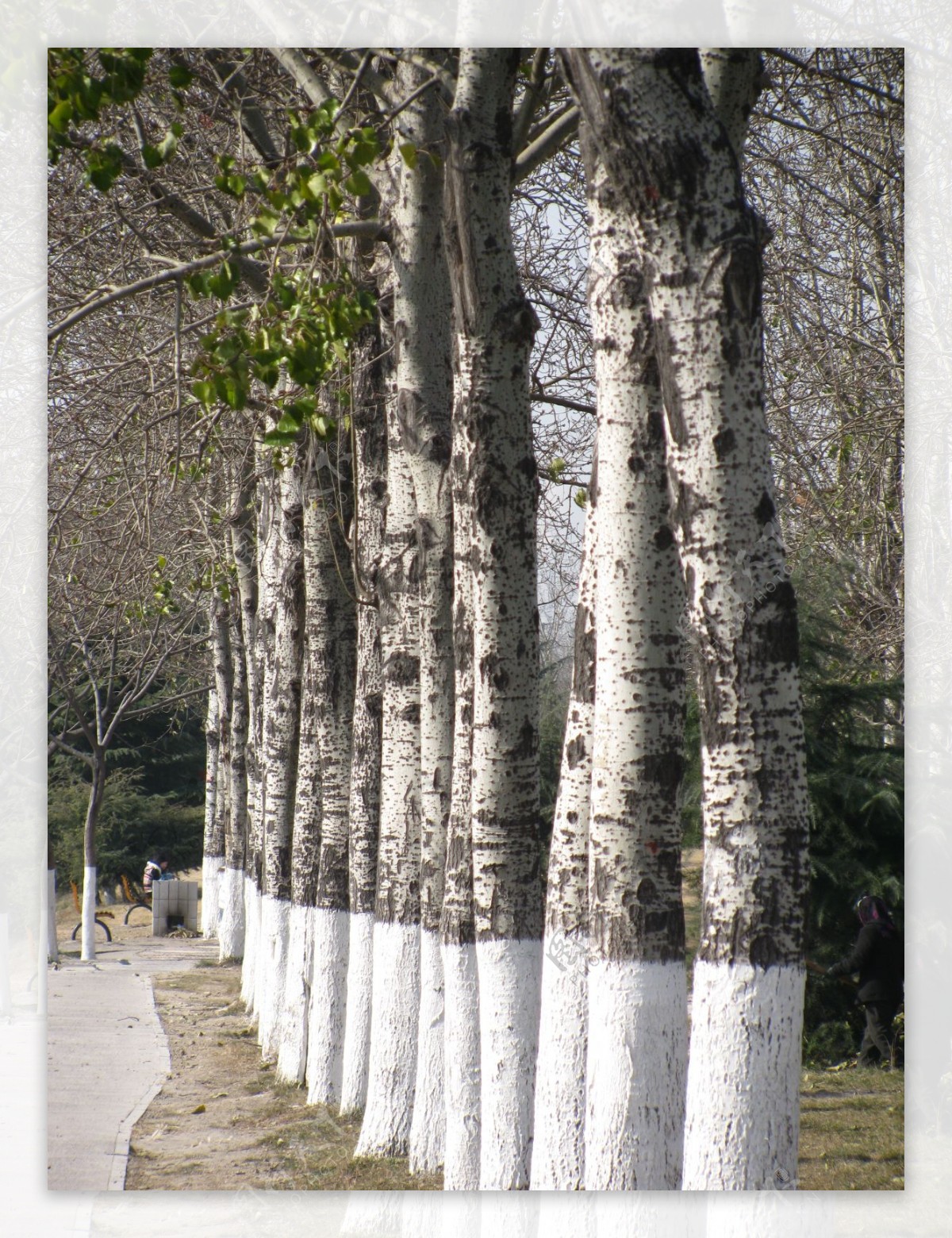 一排杨树图片