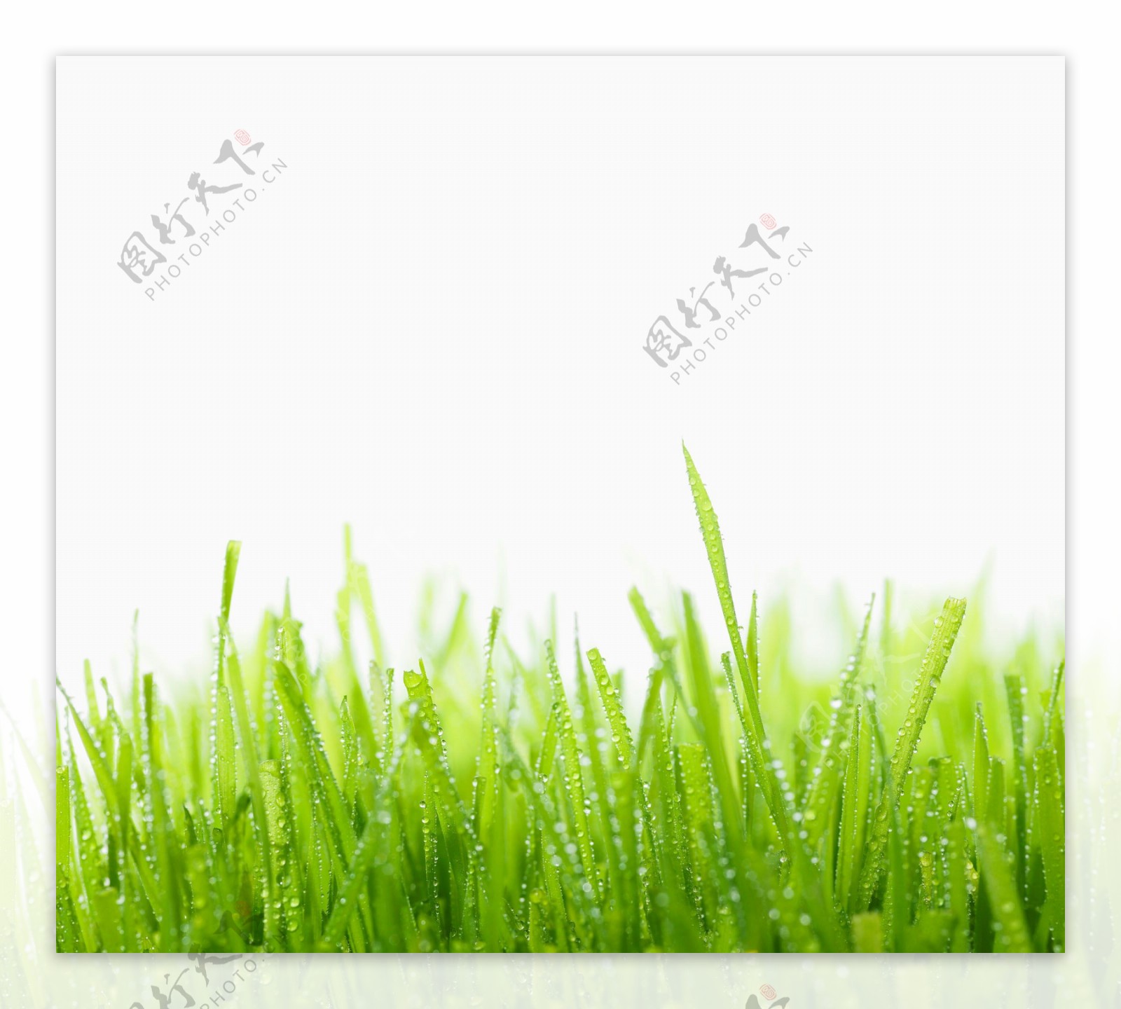 索尼Z3绿地草坪图片