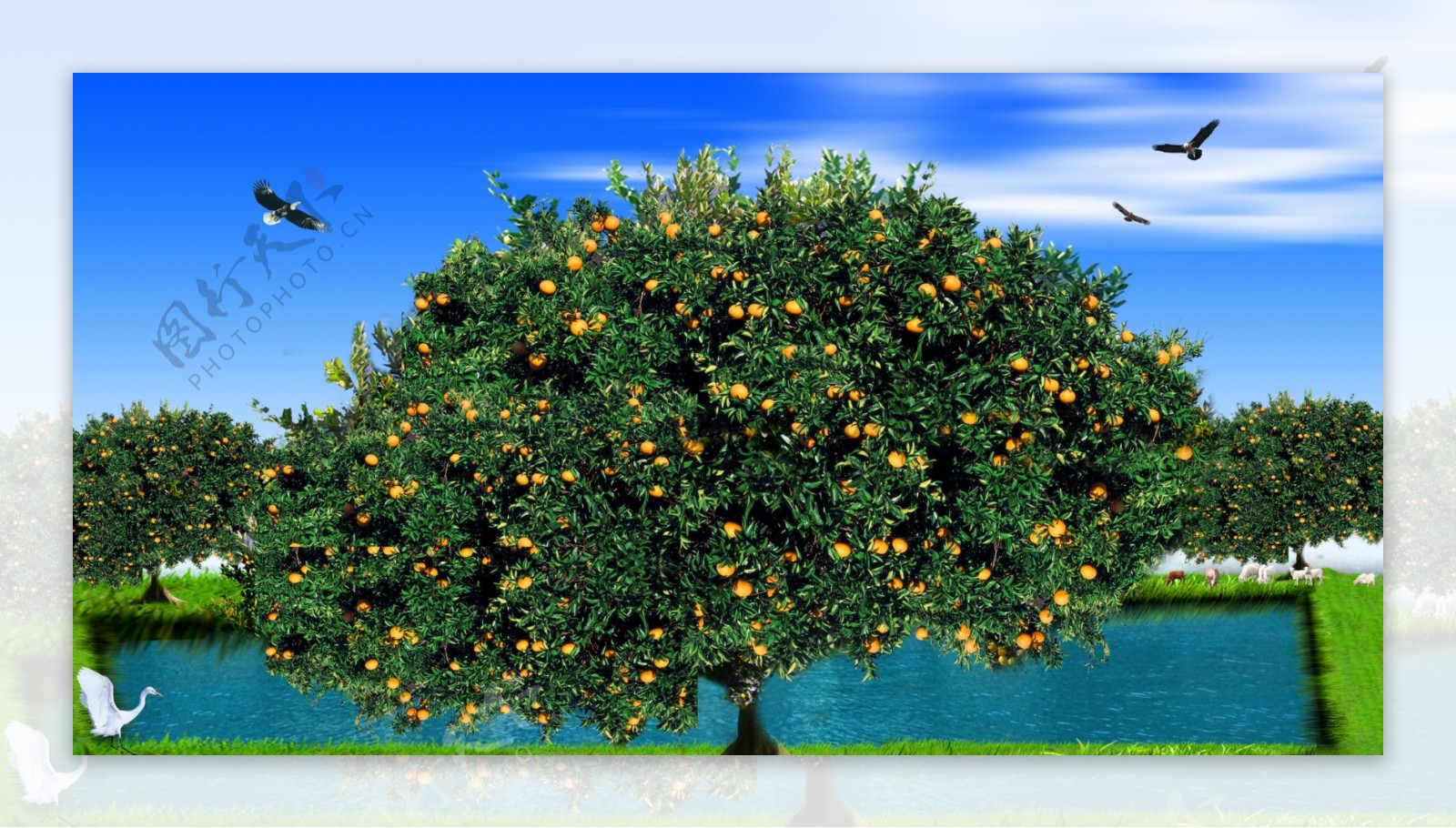 桔子树图片