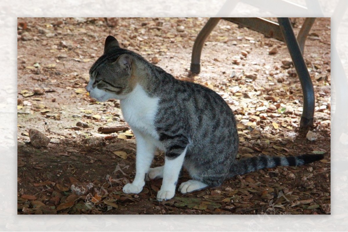 塞班美国猫咪图片
