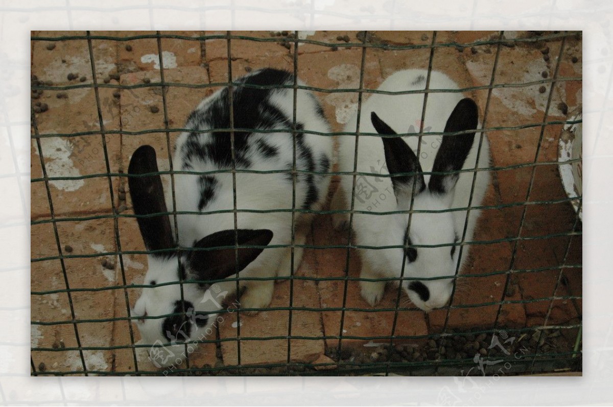 笼子里的兔子图片