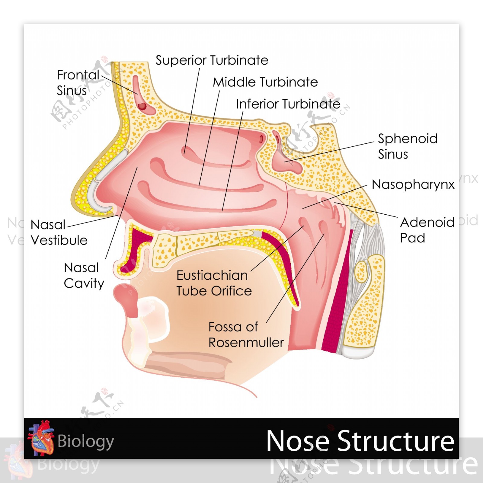 鼻腔图片