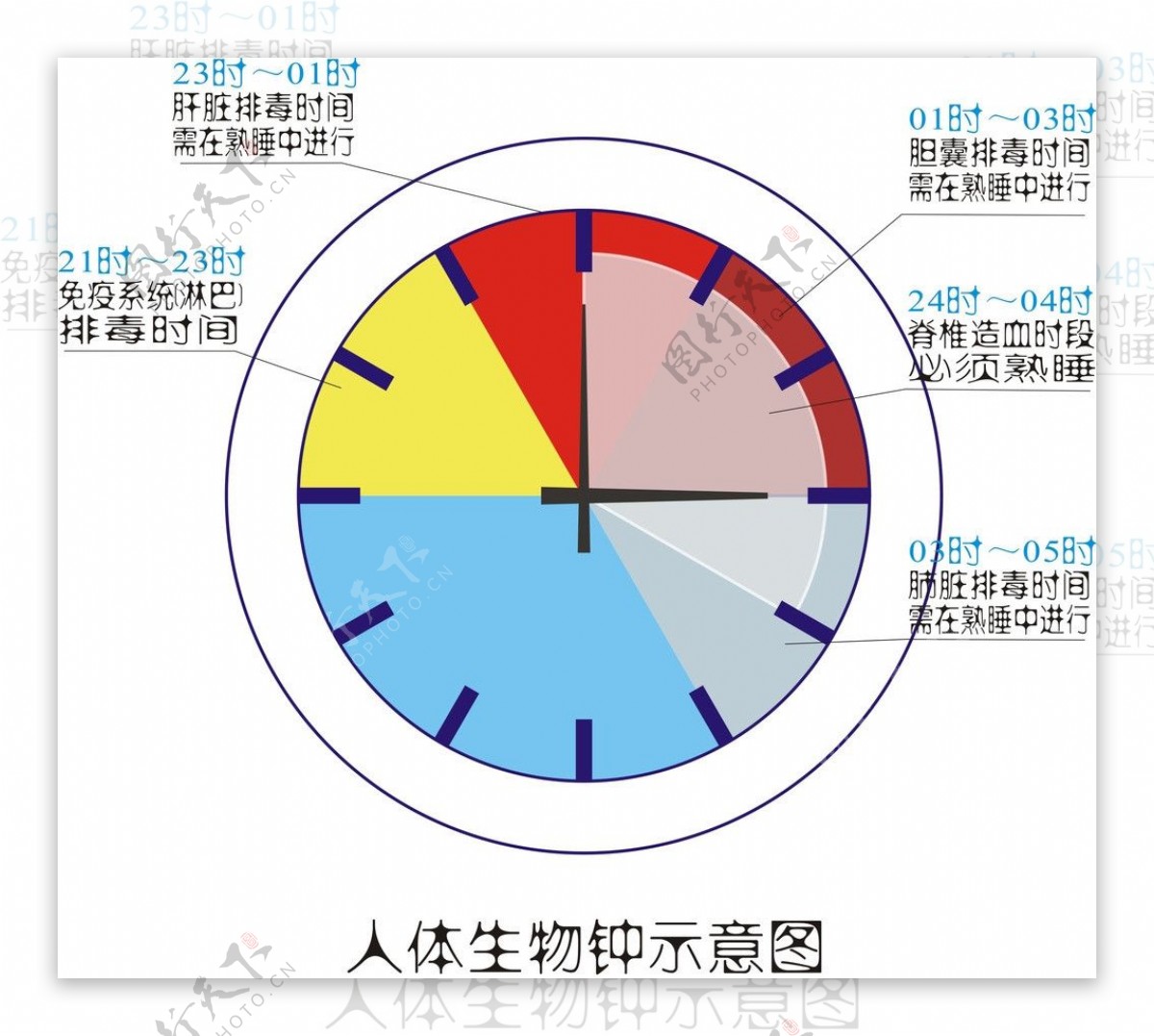 人体生物钟示意图图片