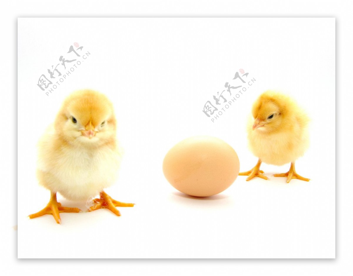 可爱的小鸡图片高清桌面壁纸 -桌面天下（Desktx.com）