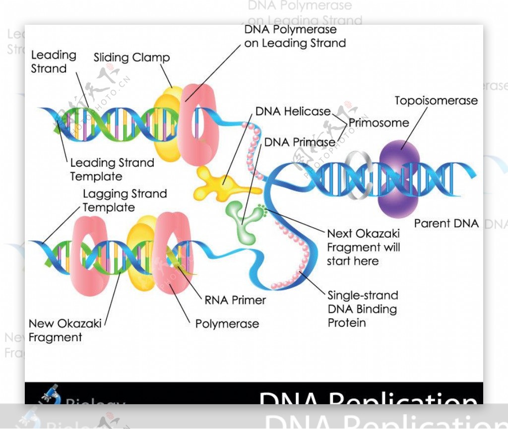 DNA基因图片