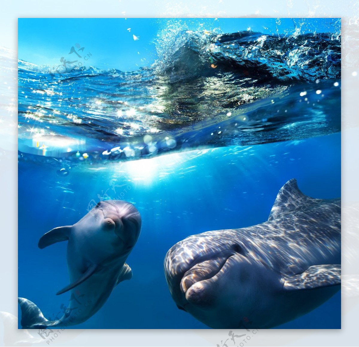 鲸鱼海豚图片