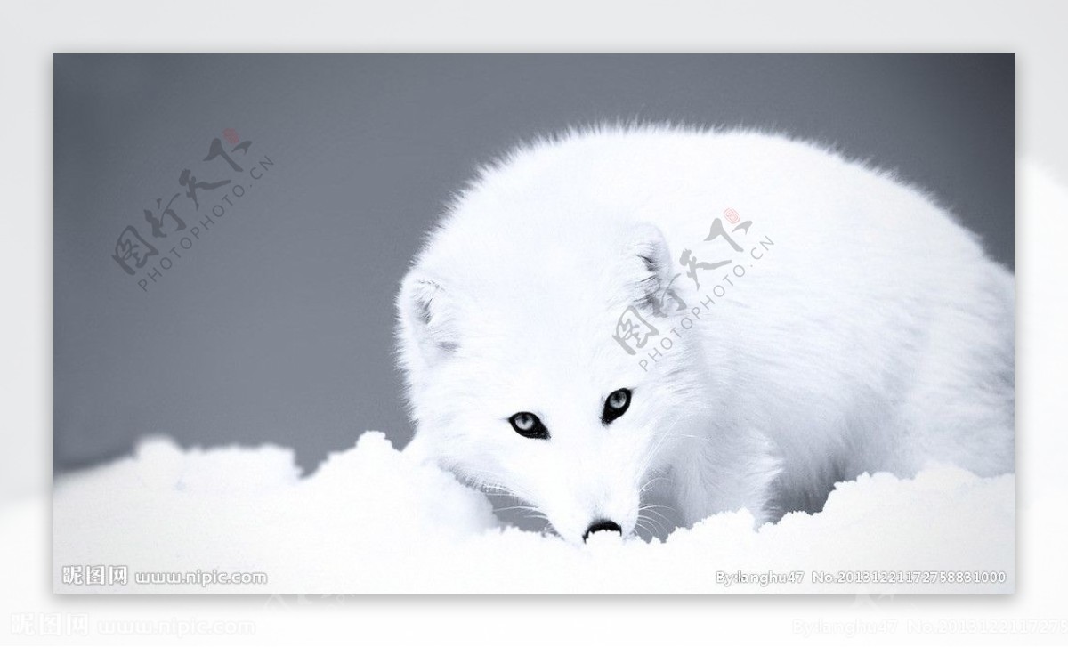北极雪地小狐狸图片