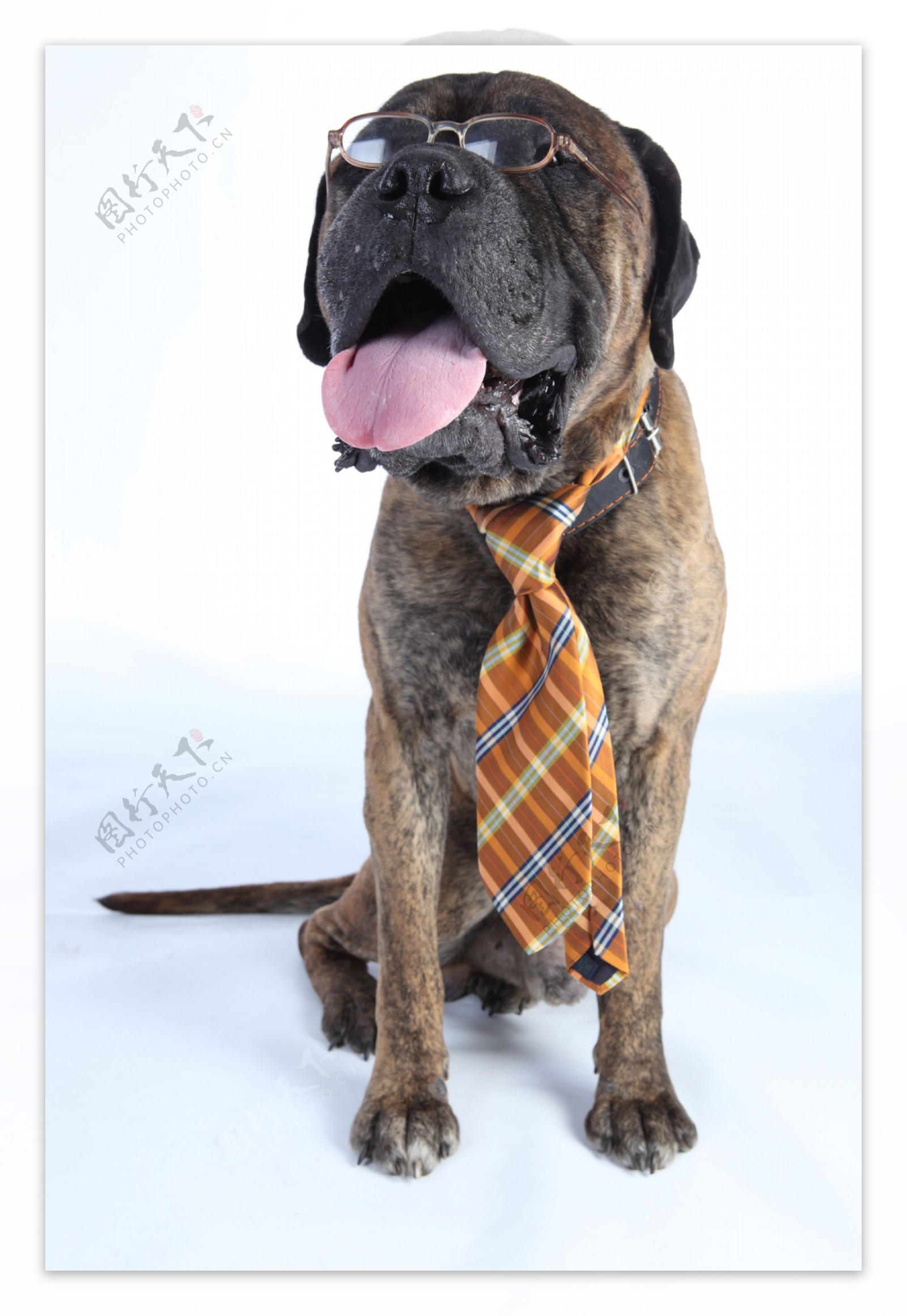 系领带的小狗图片