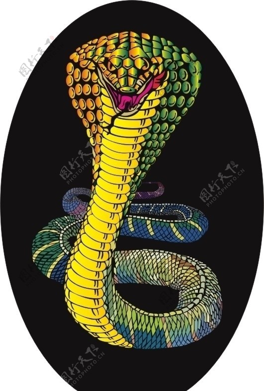 蛇SNAKE动物图片