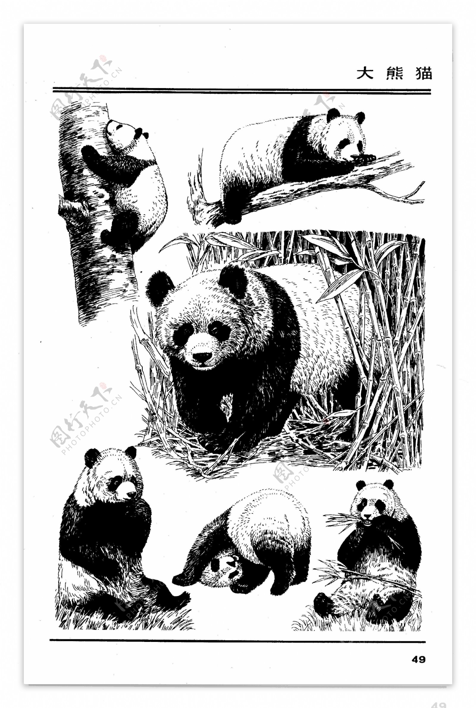 画兽谱45大熊猫图片