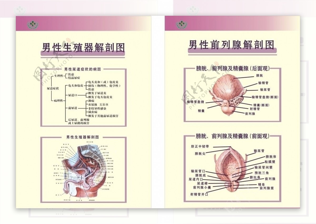 男性生殖器官解剖图图片
