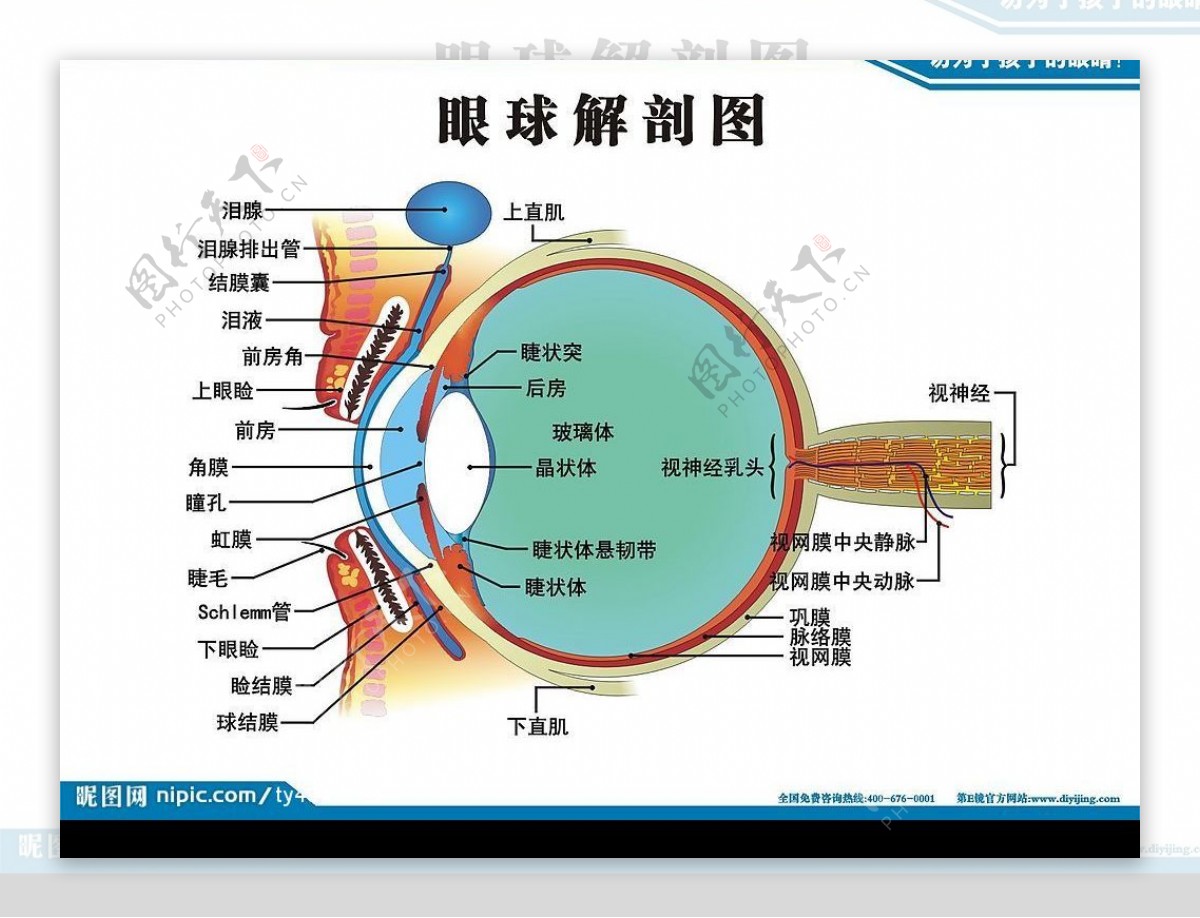 眼球解剖图图片