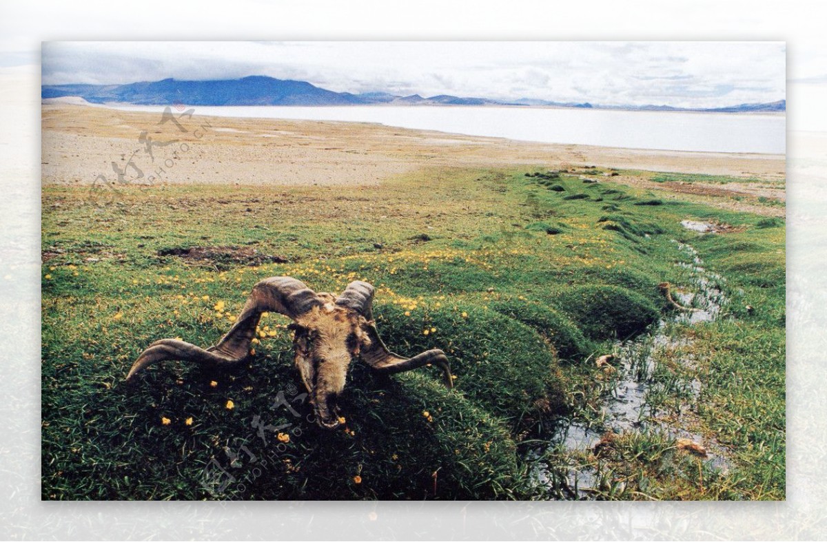 西藏雪山原高羊头羊角大草地大草园草园水溪流溪水西藏湖水湖羊措湖图片