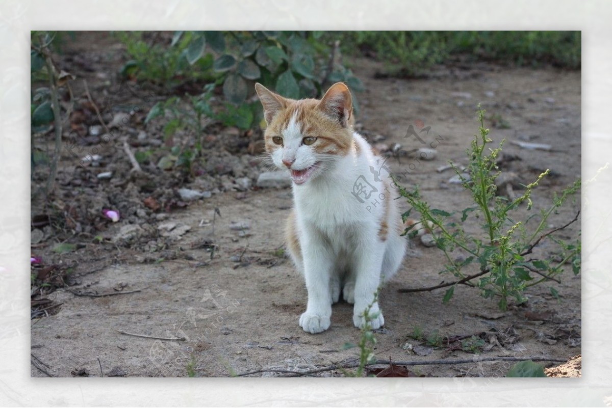 小野猫图片