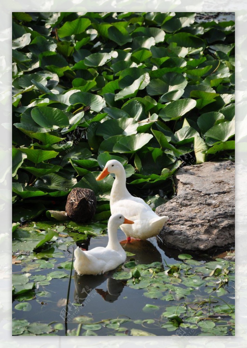 白鸭子在荷叶丛中图片