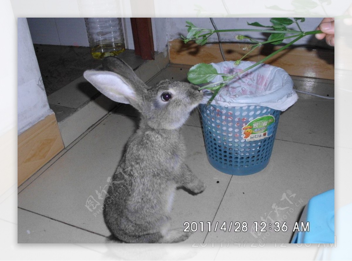兔子吃树叶灰色的兔子小灰兔图片