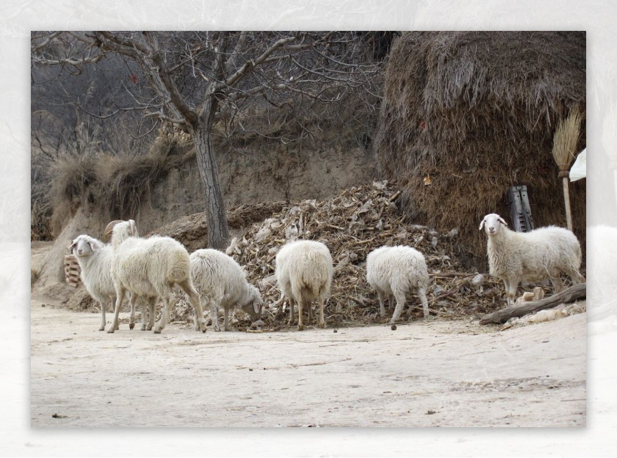 农村绵羊图片