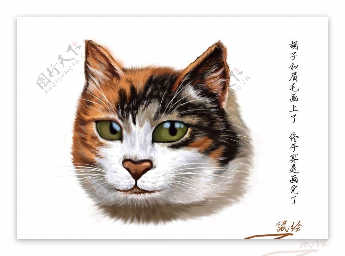 猫咪手绘插画[14P]