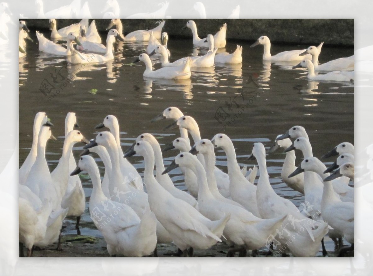 饲养园中的白鹜鸭图片