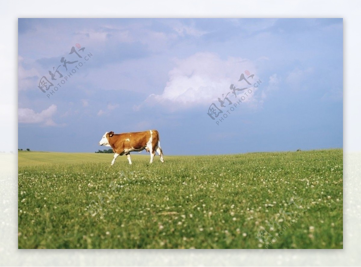 草原奶牛黄牛动物动物图片动物照片摄影图片