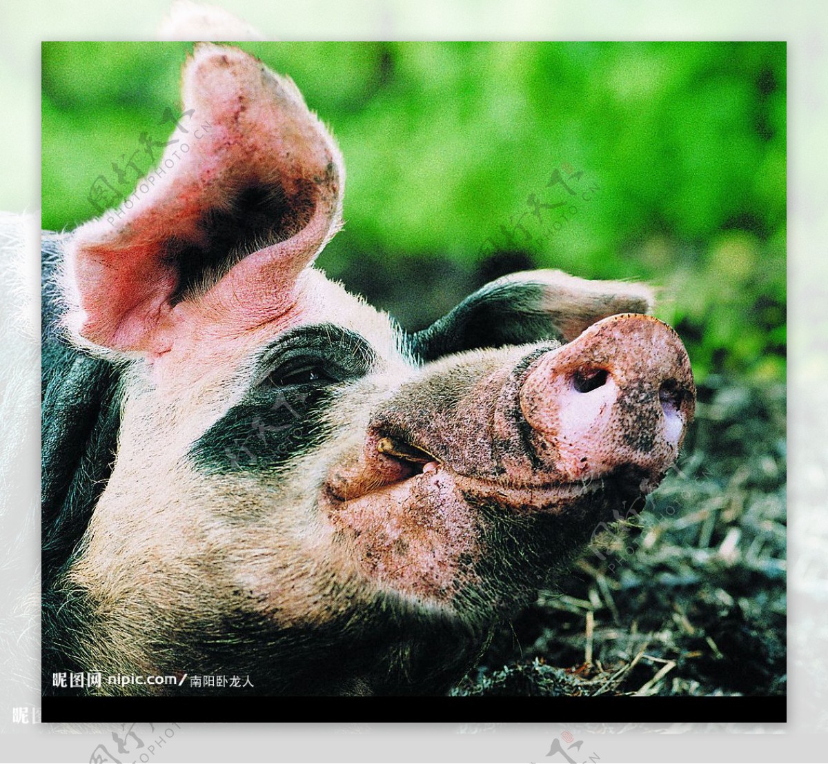家畜猪图片