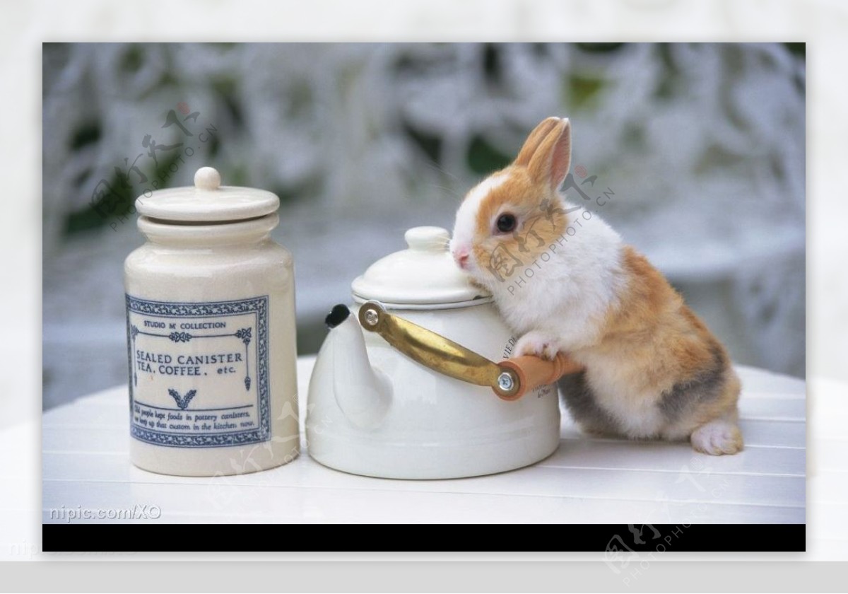 茶壶与兔子图片