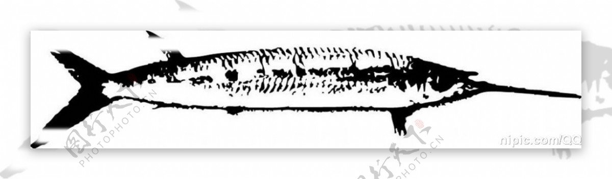 鱼的黑白图图片