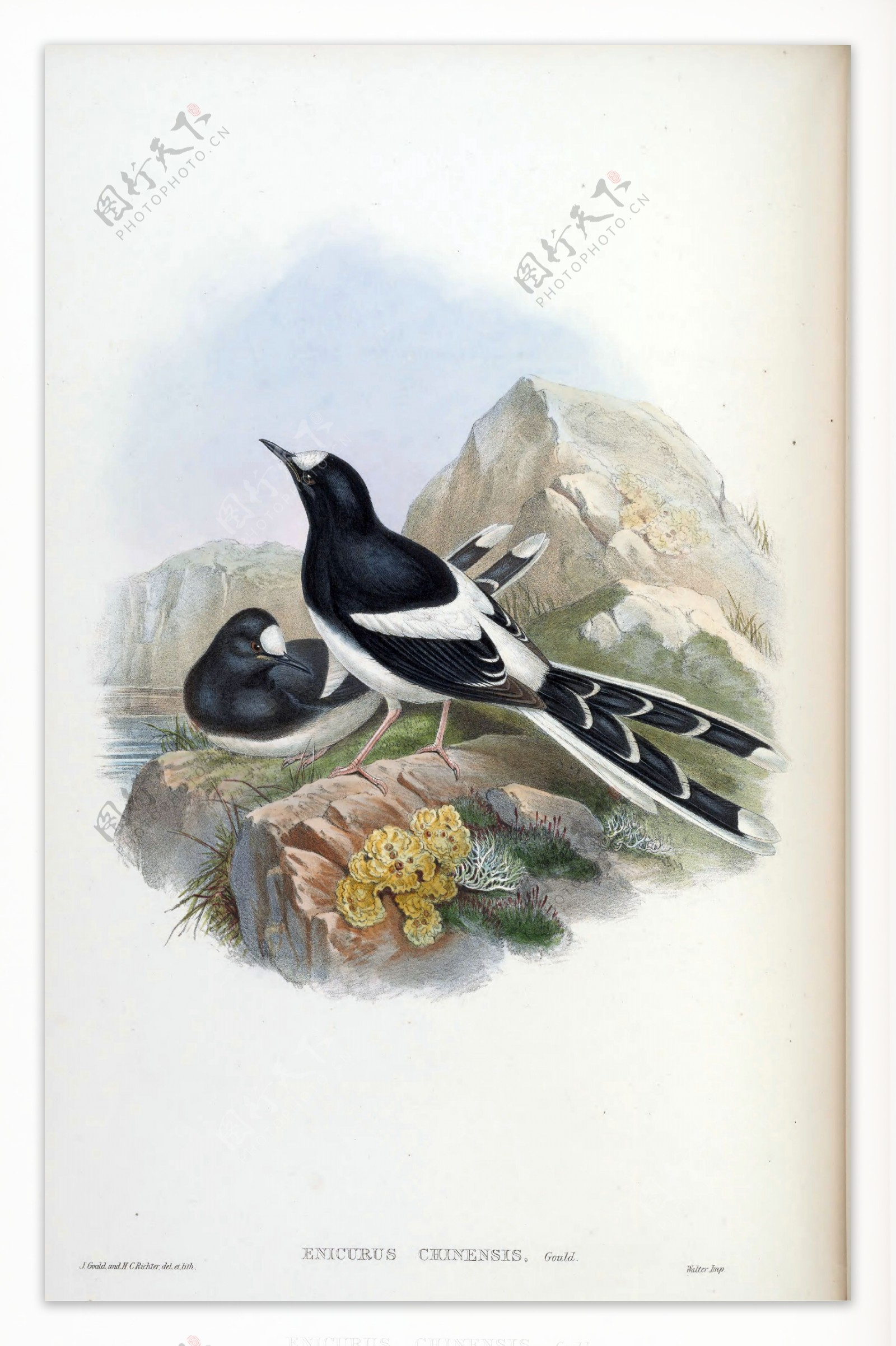 亚洲鸟类插画复古高清手绘图片