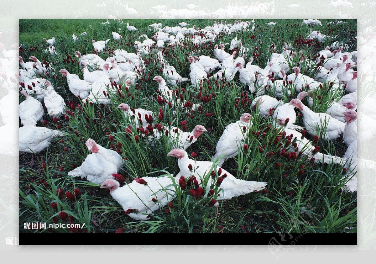 草原鸡群图片