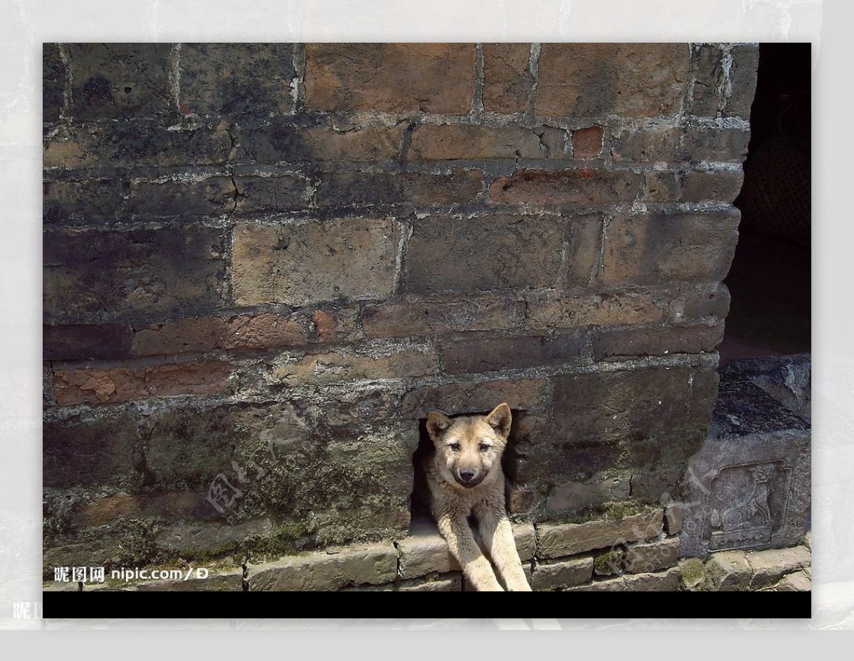 老屋墙里从狗洞里探出脑袋和俩前腿的狗图片