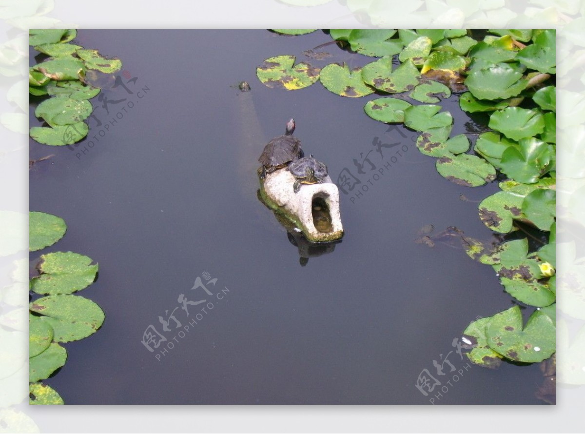 岳墓栖霞寿龟图片