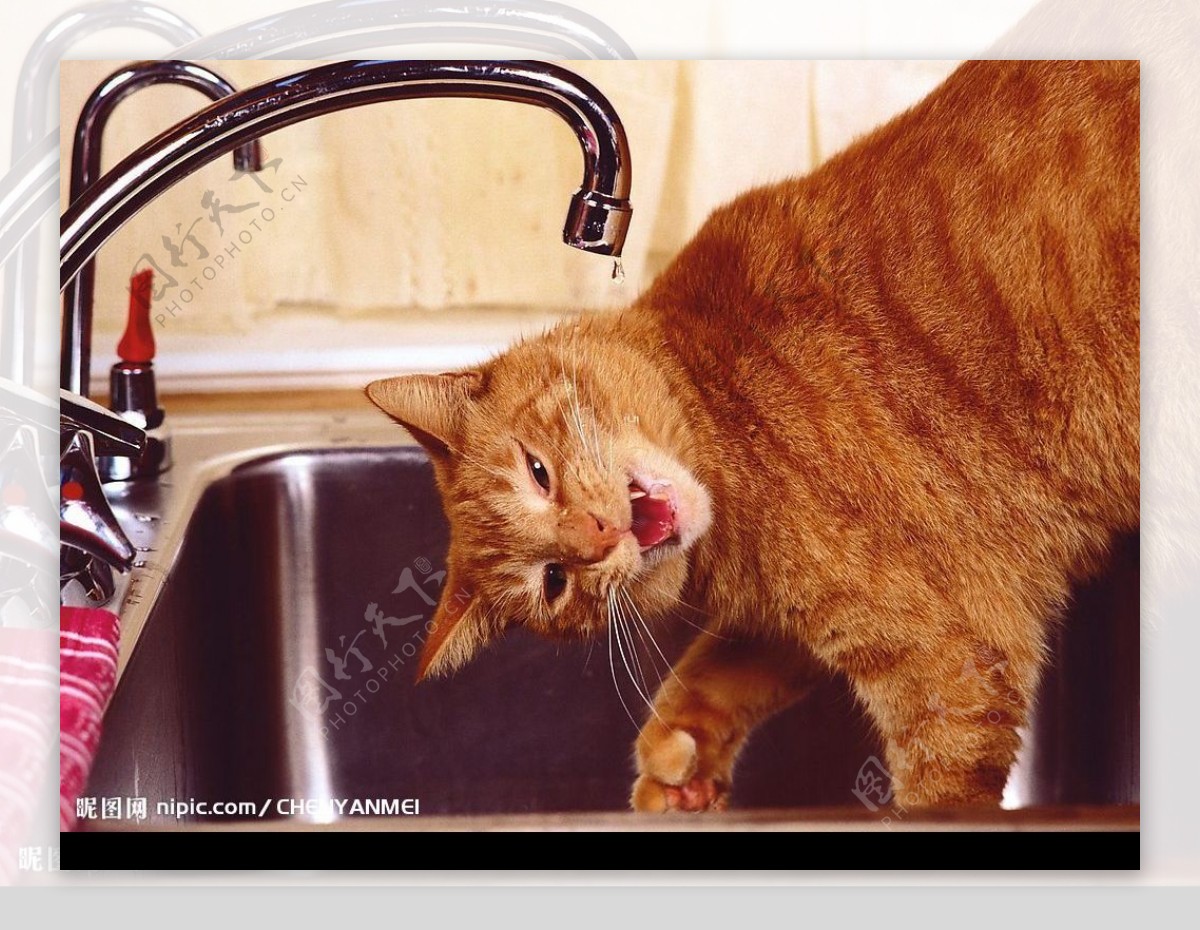 喝水的猫图片