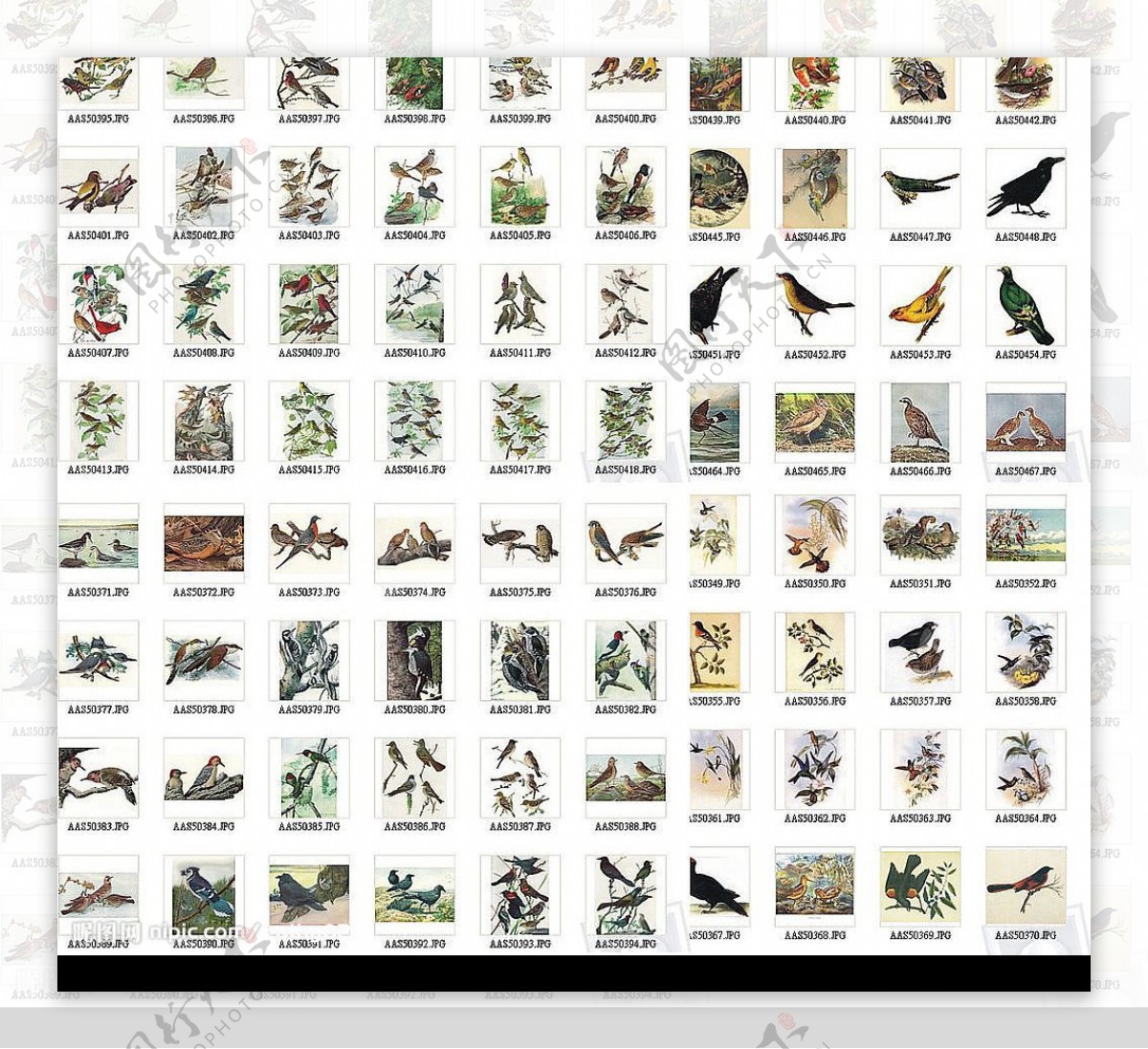 115种网页专用手绘鸟类大全图片