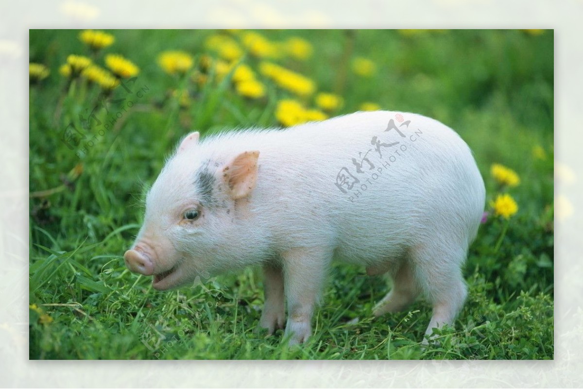 可爱的猪猪图片