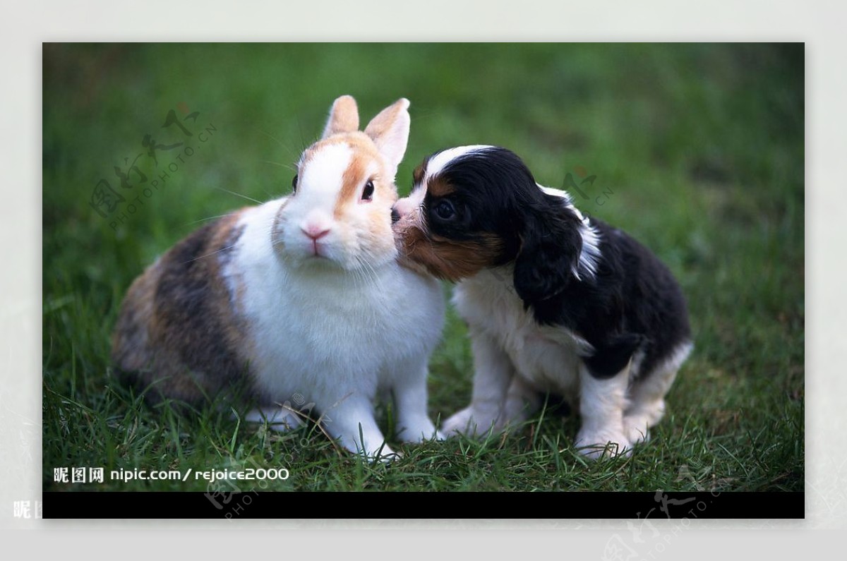 小兔狗狗图片