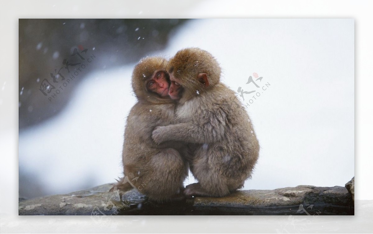 有爱猴子monkey图片