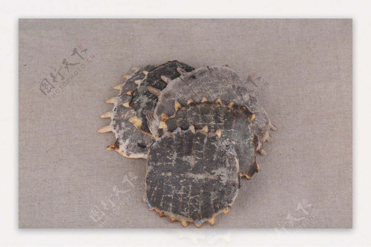 龟背鳖盖中药摄影图图片